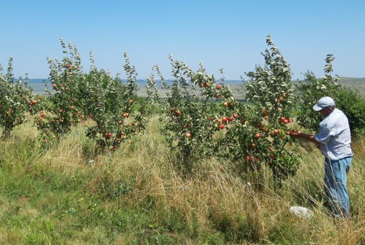    Биологизация садоводства в России выходит на новый этап