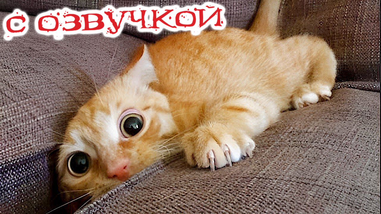 ПРИКОЛЫ С КОТАМИ! - С ОЗВУЧКОЙ! СМЕШНЫЕ ЖИВОТНЫЕ 2023! СМЕШНЫЕ КОШКИ И  СОБАКИ!