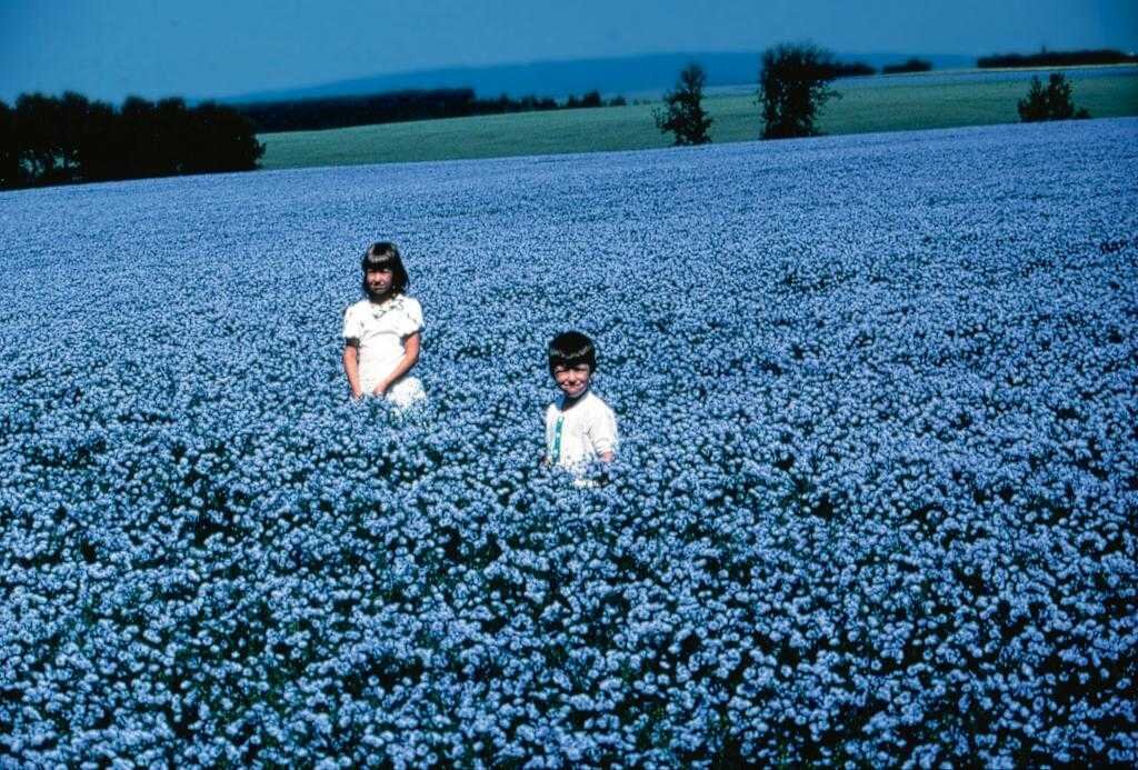 картинка из интернета, поле льна.