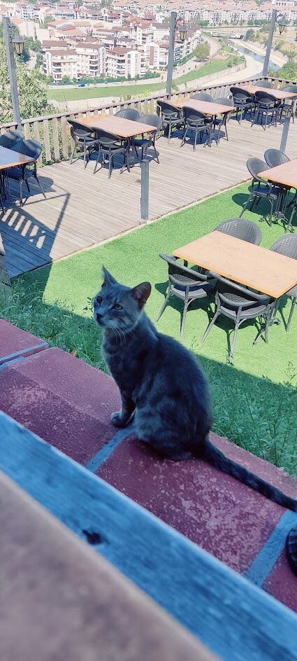 Неизменный котик в кафе - дегустатор мясной нарезочки