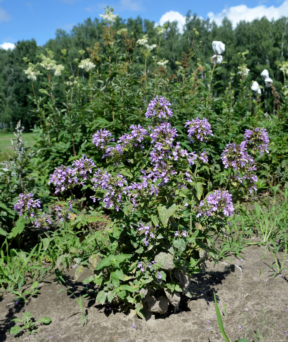 Котовник прекрасный