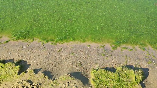 Анапа Джемете, много водорослей