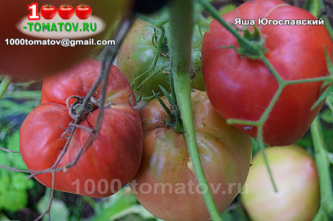 Томат Яша Югославский Yasha Yugoslavian фото 2