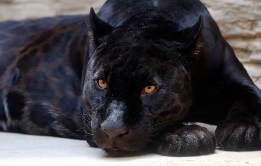 Ягуар с признаками меланизма