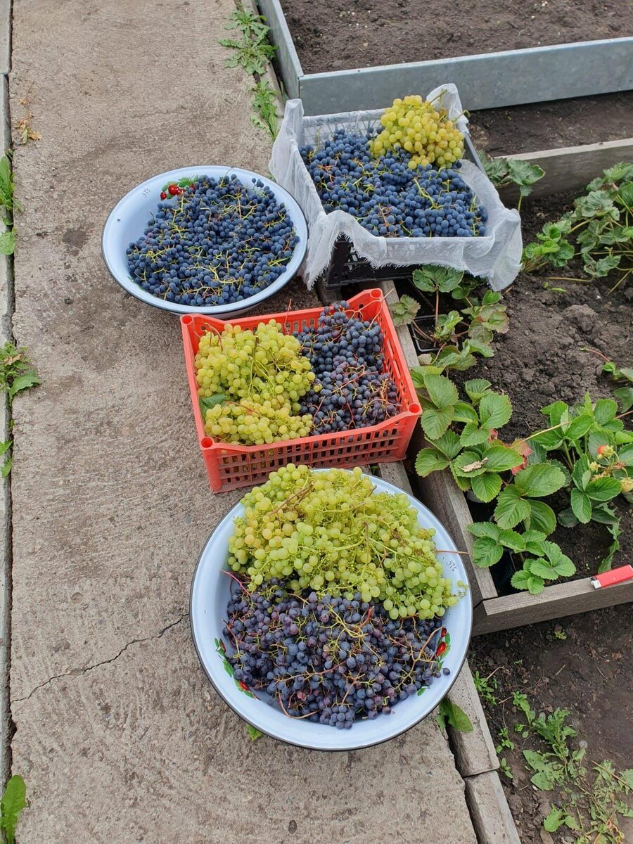 Сорт Двиетский синий, памяти Домбковской, а зеленый не знаю. Синий виноград очень сладкий, при варке сока сахар не добавляла, а зеленый с небольшой кислинкой.