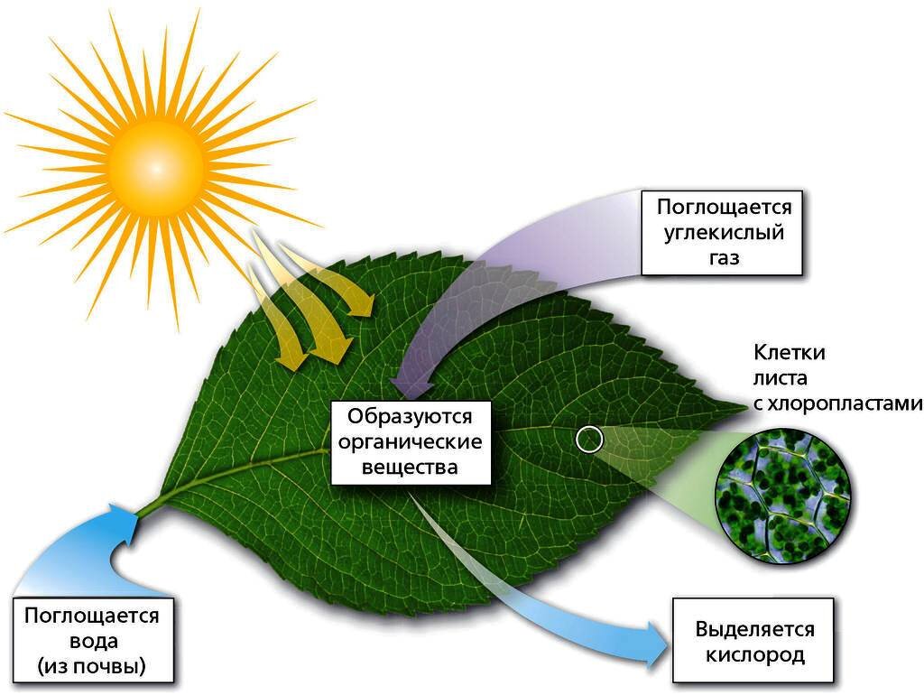 Ламинария автотрофное питание