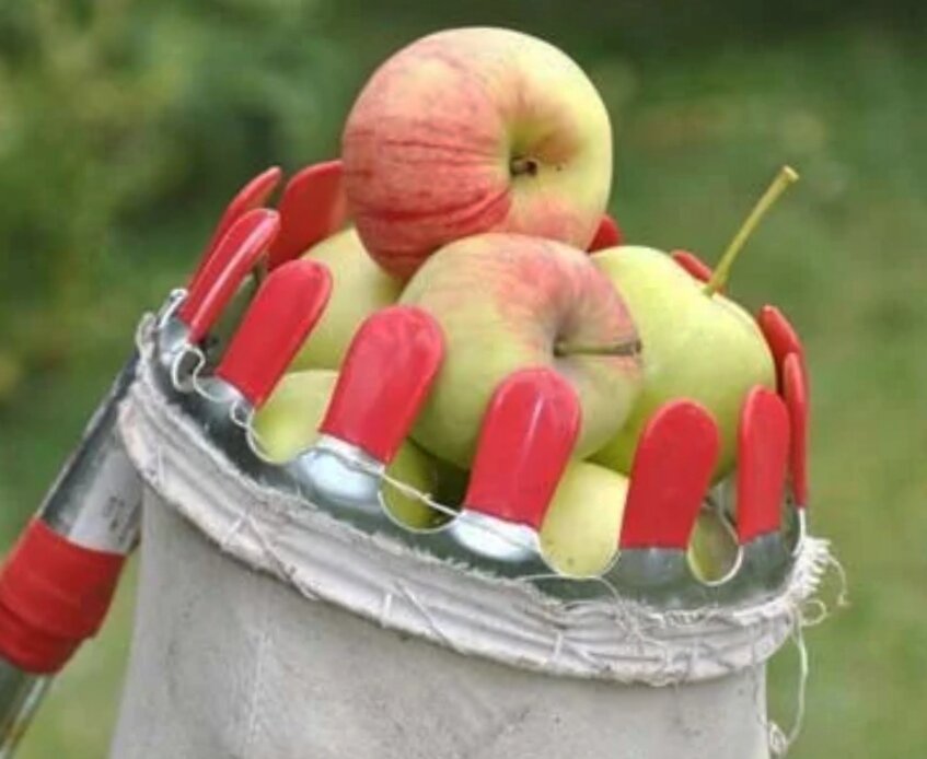 Убрать яблоню. Приспособление для сбора яблок. Съемник для яблок. Приспособление для снятия яблок с дерева. Палка для сбора яблок.