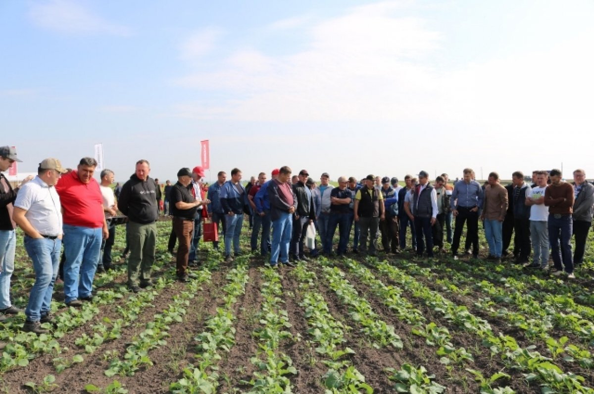    Брянские земледельцы провели успешный эксперимент с озимым рапсом