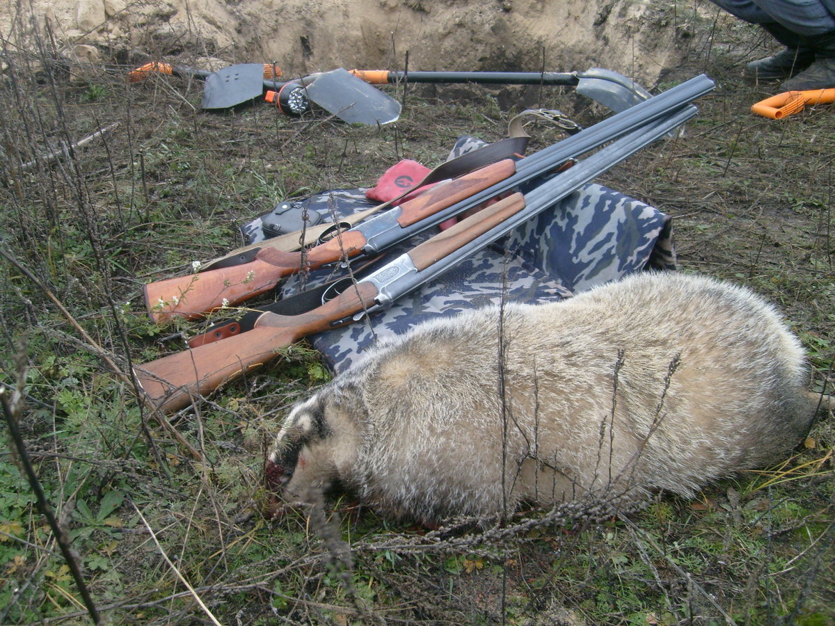 Охота на барсука с собаками. Ягдтерьер для барсуков. Охота на барсука с собаками. Норные охотничьи собаки на барсука. Охота на барсука с собаками.