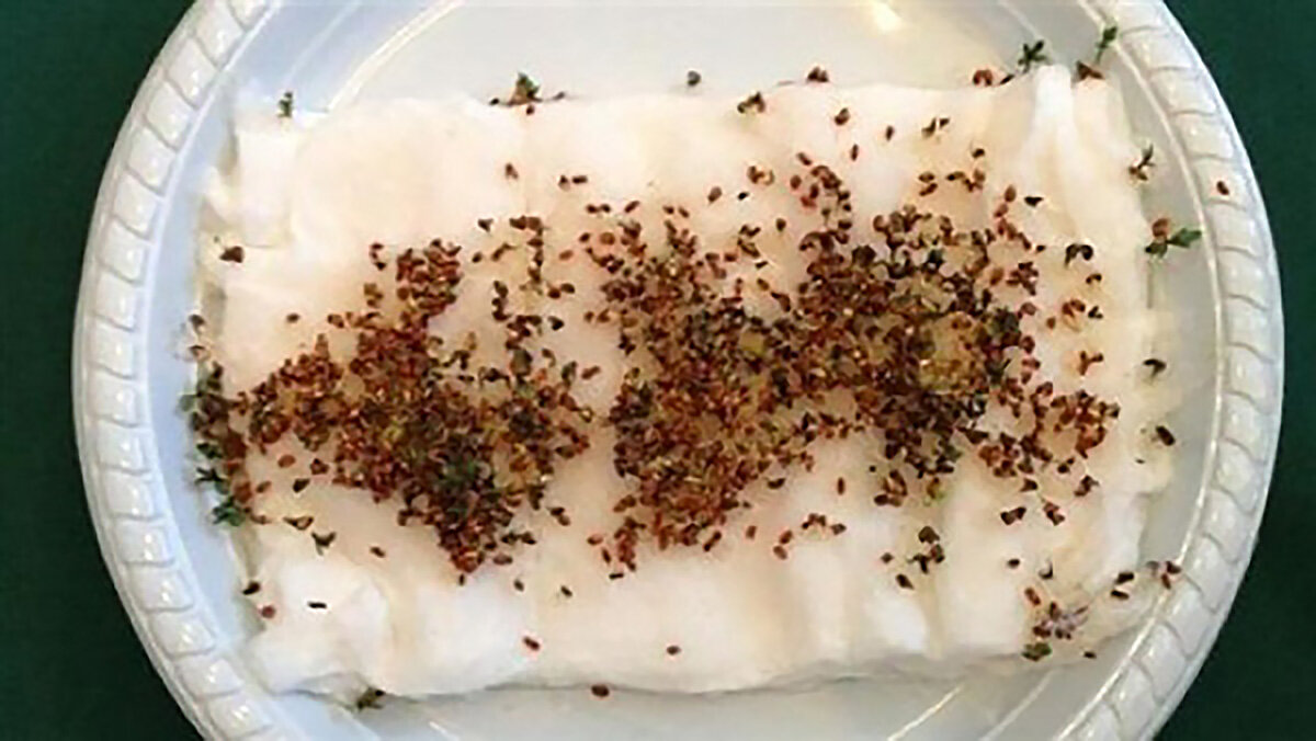 Семена из комнаты c WiFi роутерами. Источник: YourNewsWire.com