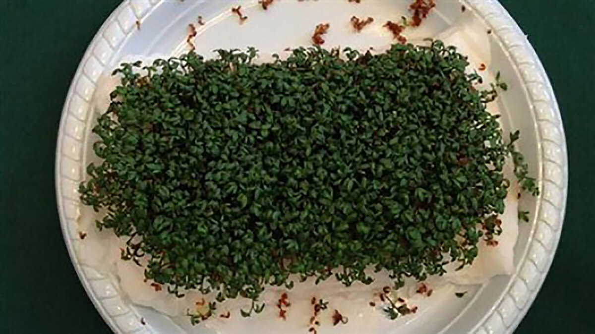 Семена из комнаты БЕЗ WiFi роутеров. Источник: YourNewsWire.com