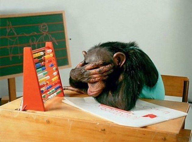 Эти милые обезьянки в Таиланде, которые корчат смешные рожицы и искусно ловят лакомства, брошенные из ваших рук, на самом деле специально обучены! Для приматов существуют школы, где они познают искусство появляться в ваших лентах Инстаграма.