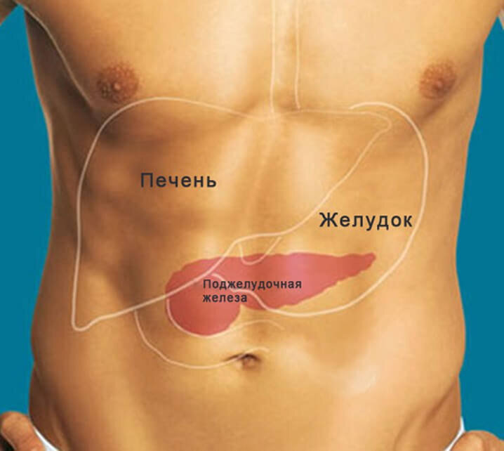 С какой стороны у человека. Анатомия поджелудочная железа расположение. Поджелудочная железа местоположение. Печень и поджелудочная железа анатомия расположение. Желудок и поджелудочная железа расположение.