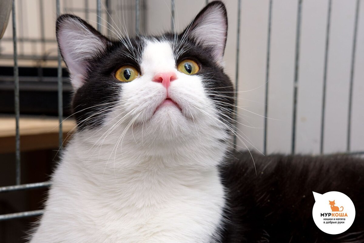 Малыша Ди  Каприо нашли на даче, котенок очаровал всех своим выразительным  взглядом, игривостью и невероятной харизмой. 