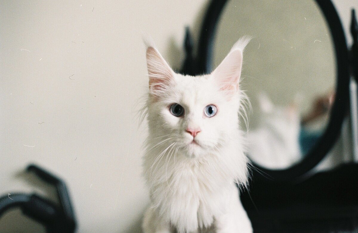 Окси. Мейн-кун альбинос, котенок. Пленка