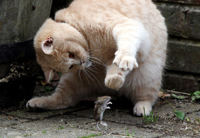 Продолжение моего диалога с Жорой Киншаским.