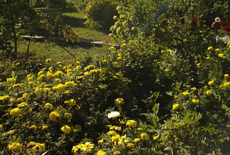 Куныр авылыннан Гәрәев Хәмит Гәрәй улының бакчасы.