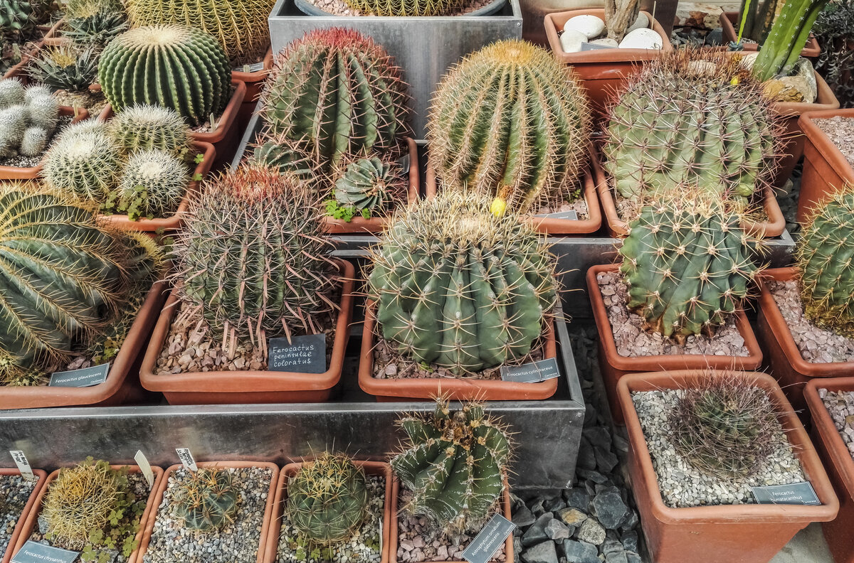 Como plantar un cactus sin raíz