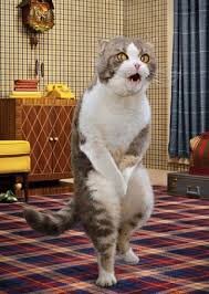 Впринципе,если кот или кошка не поддаються нормальным,гуманным методам приучения к туалету,то такой экстренный метод,думаю вполне возможен. Так как действует как программа для кошки,что если нагадит в неположенном месте то будет этим же самым обмазана. Совсем,как с ребенком,если систематически не слушает в чем то мать,то получает по попе,как экстренный способ достучаться до разума и совести ребенка,что так делать нельзя.)﻿  
