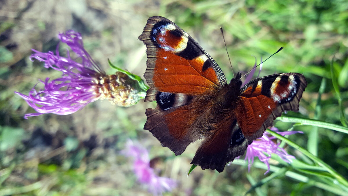 Бабочка Дневной павлиний глаз. А какая меховая шубка! 