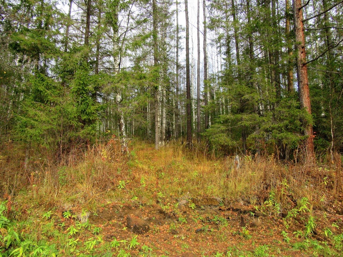 Замечательный лес. Здесь любят собирать грибы. 