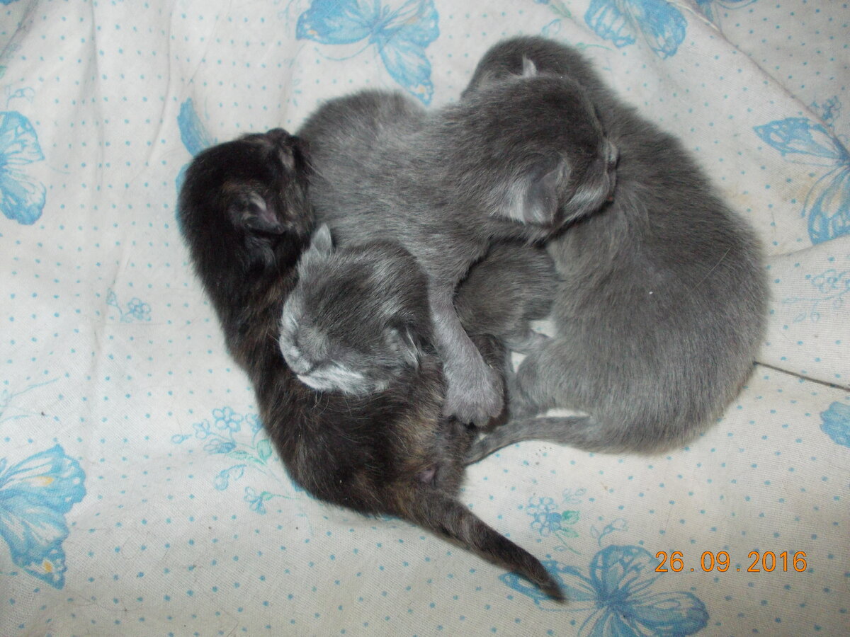 Предыдущий выводок котят, в котором  такая же пестренькая  кошечка среди серого братства