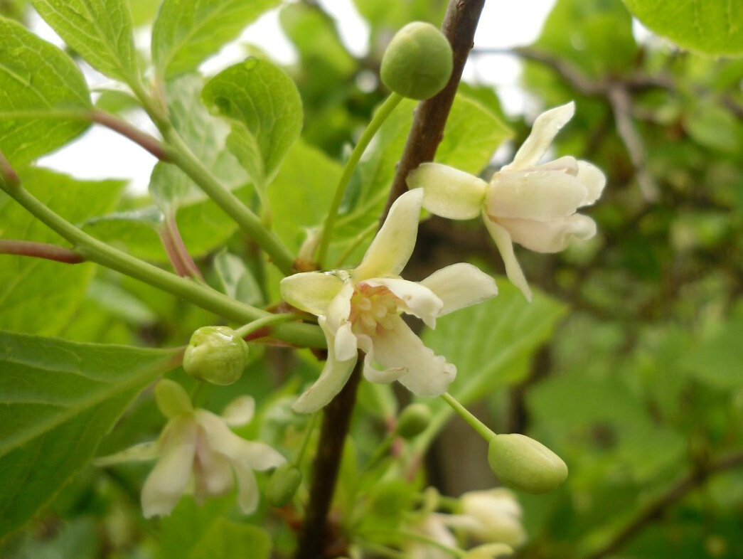 Цветки лимонника