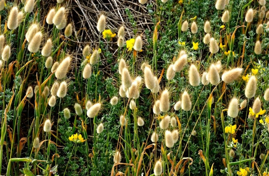 Лагурус заячий хвостик. Лагурус заячий хвостик. Зайцехвост лагурус. Зайцехвост лагурус. Лагурус заячий хвостик.