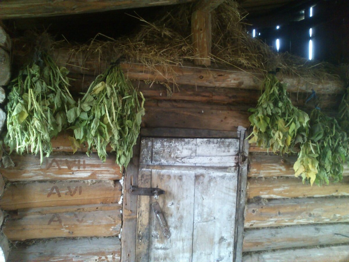 На фото- сушка фасоли обычной зерновой, ее приходится досушивать самим, не всегда вызревает