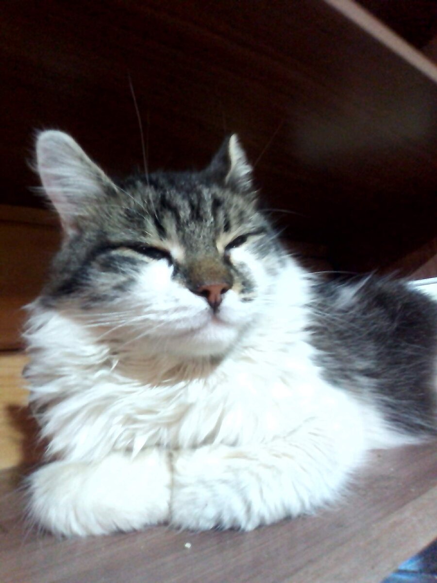 Феликс красавчик идёт на поправку