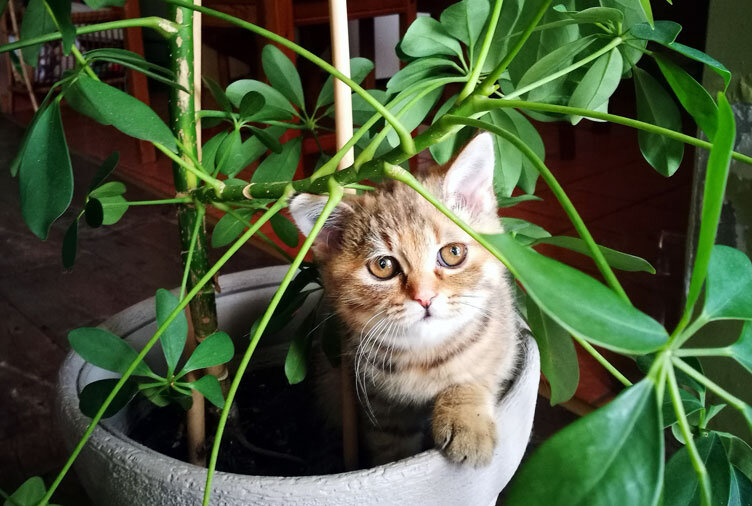 Фото с сайта https://www.hgtv.ca