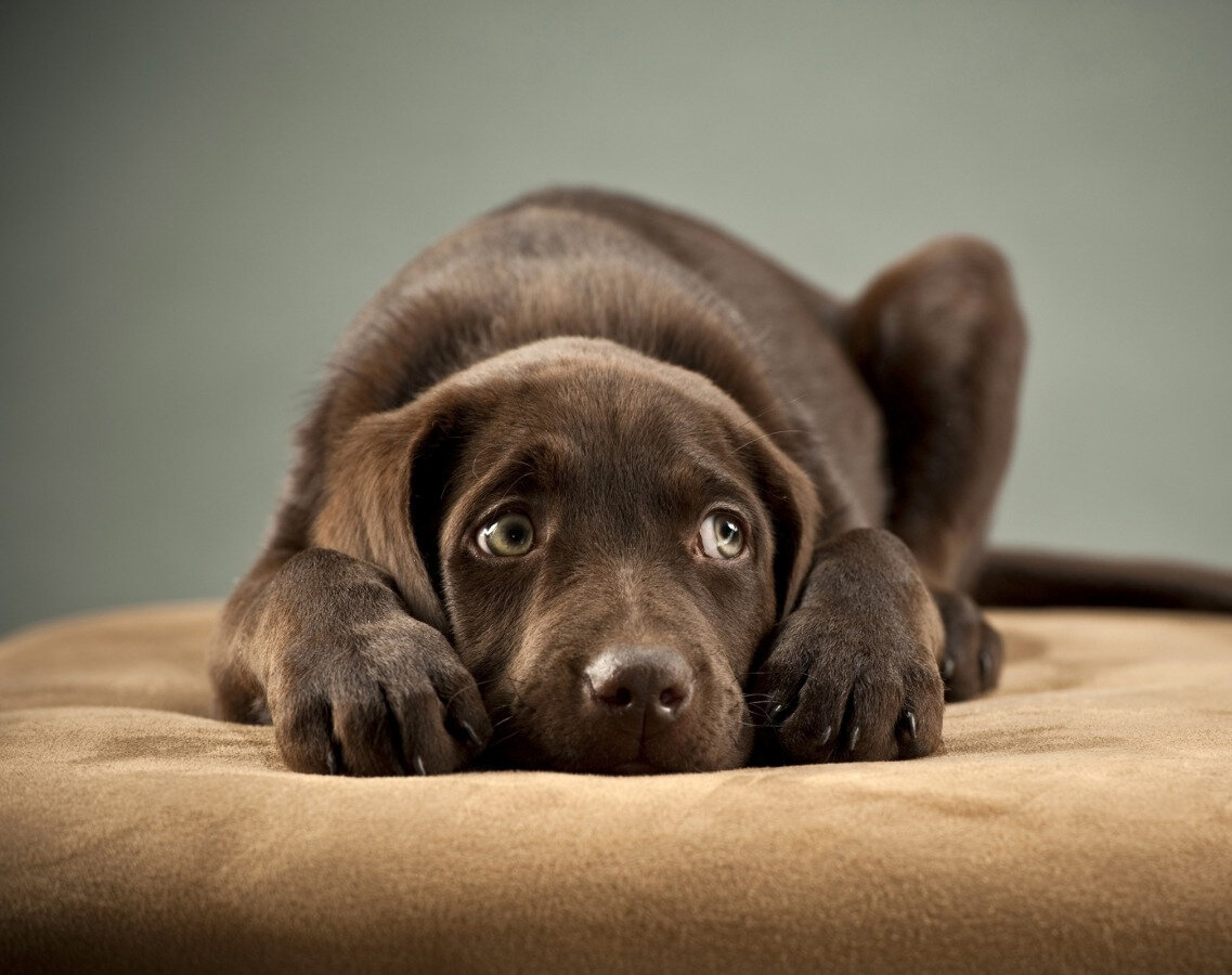 Картинка с сайта pet-continent.com