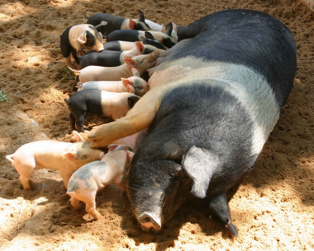 2019 - год с прикормом