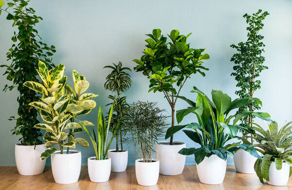 Выбор комнатного растения — с чего начать