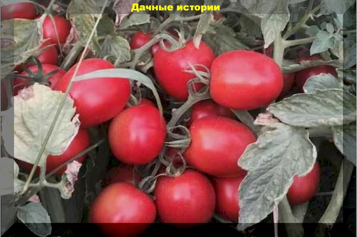 Успех- сорт томата, который простит новичку, ошибки в агротехнике.