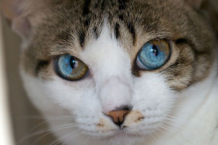    Наряду с уникальными способностями кошки, которые исследованы и объяснены учеными, встречается явление гетерохромии.