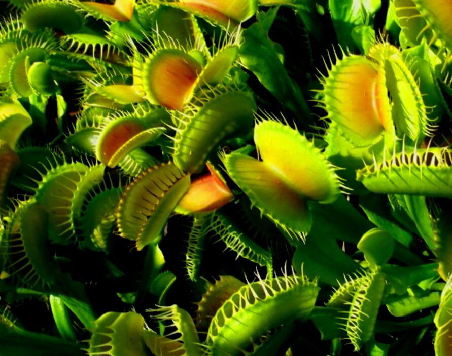 Венерина мухоловка (дионея) 