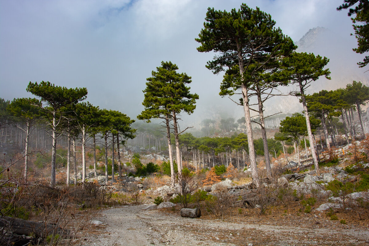 Картинка крымский лес