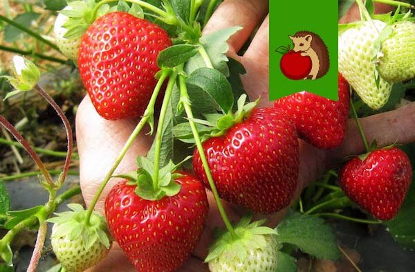 Фото: http://www.vibrant.prosort.info/sub/vibrant/images/Himbo-Top/Vibrant-2.jpg