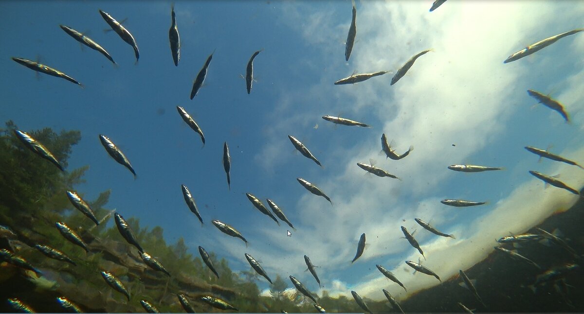 Фото: Стая колюшки/Павел Глазков