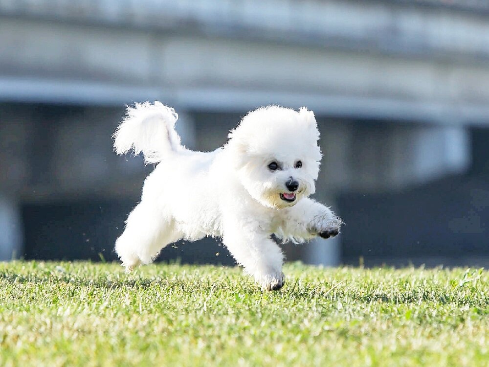 ТОП-10 пород собак белого цвета: название, описание, фото | Собачья жизнь |  Дзен