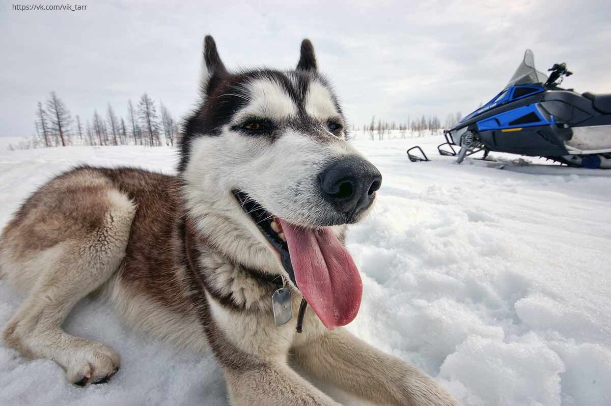 Собака-улыбака в своей любимой стихии, за городом