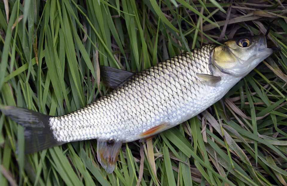 Кефаль. Источник: pixabay.com