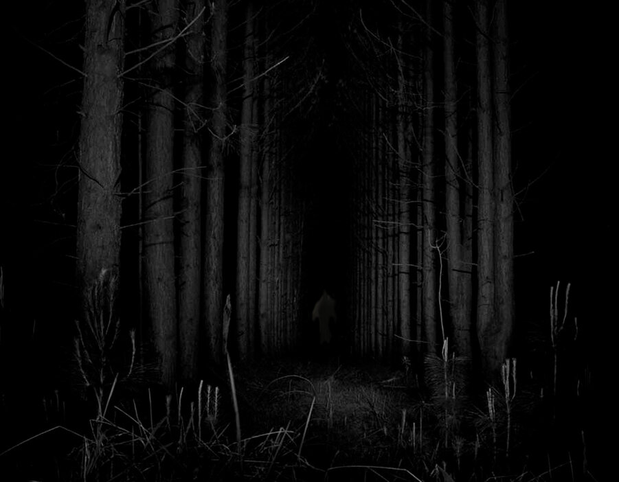 Стоковые фотографии по запросу Ночной лес