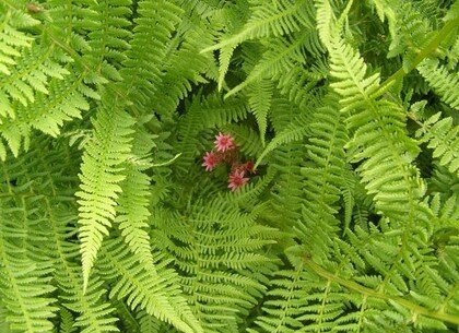 Уже почти месяц  назад я осознала, что очень люблю жить в роли Жертвы и начала работу по изменению собственных установок.