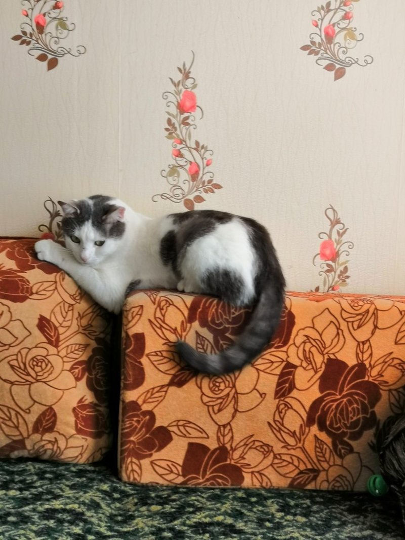 Фото с petpop.cc.