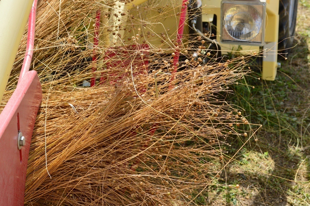 Фото: pixabay.com