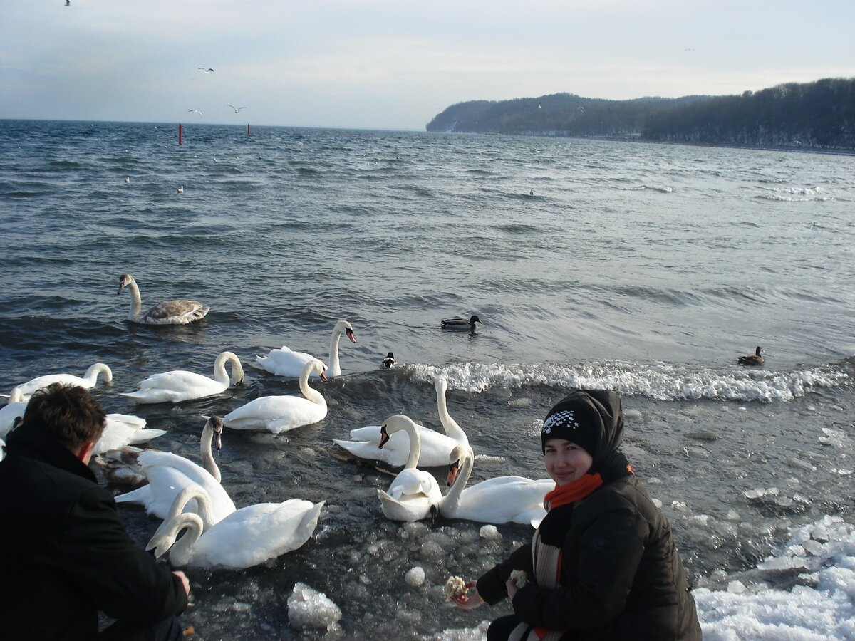Море не покрыто льдом и куча лебедей. 