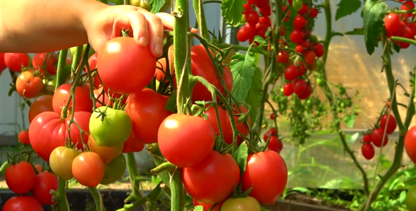 Вот такую вкуснятину можно получить при правильной посадки. 