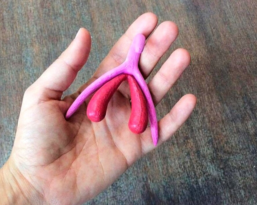 3Д модель ВСЕГО клитора, сделанная впервые в 2009 году.